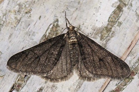 Spring Usher Agriopis leucophaearia