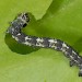 Larva • Brucht, The Netherlands • © Ab H. Baas