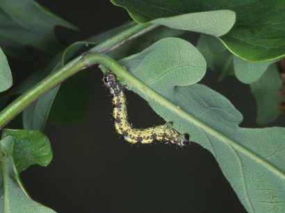 Spring Usher Agriopis leucophaearia