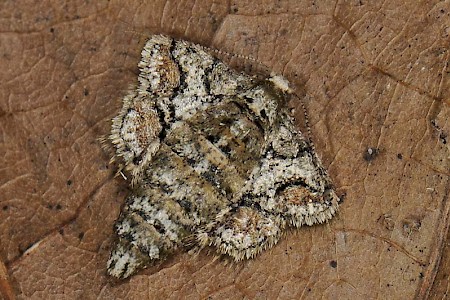 Dotted Border Agriopis marginaria