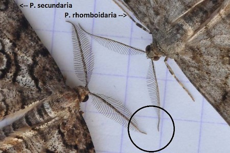 Feathered Beauty Peribatodes secundaria