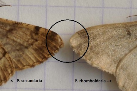 Feathered Beauty Peribatodes secundaria