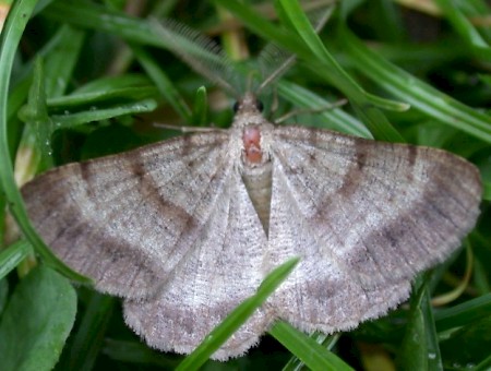Bordered Grey Selidosema brunnearia
