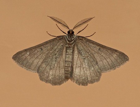 Bordered Grey Selidosema brunnearia