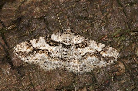 Ringed Carpet Cleora cinctaria
