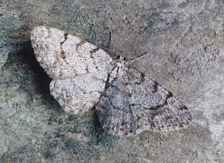 Grey Birch Aethalura punctulata