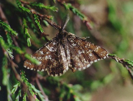 Common Heath Ematurga atomaria