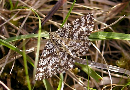 Common Heath Ematurga atomaria