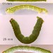 Larva • On Crataegus. July. West Kirby, Cheshire. Imago emerged. • © Ian Smith