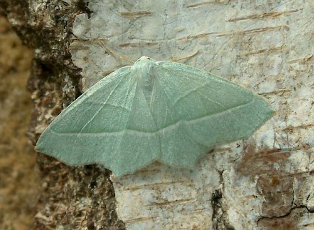Light Emerald Campaea margaritaria