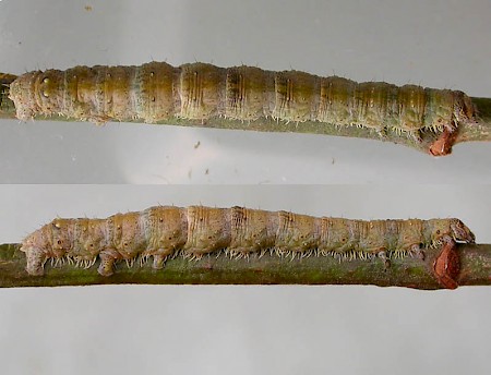 Light Emerald Campaea margaritaria