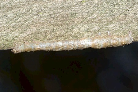 Light Emerald Campaea margaritaria