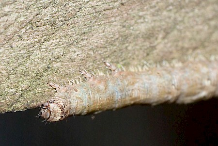 Light Emerald Campaea margaritaria