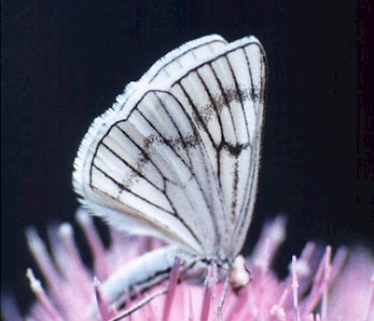 Adult &bull; Picos de Europa, Northern Spain &bull; &copy; David Green/Butterfly Conservation