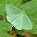 Adult • Monk's Wood NNR, Cambs. • © Nick Greatorex-Davies