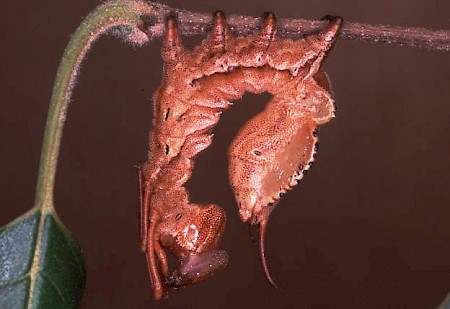 Lobster Moth Stauropus fagi