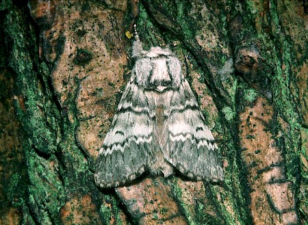 Lunar Marbled Brown Drymonia ruficornis