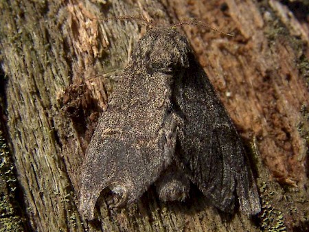 Large Dark Prominent Notodonta torva