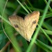 Adult • Monk's Wood NNR, Cambs. • © Nick Greatorex-Davies