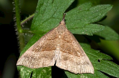 The Snout Hypena proboscidalis
