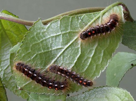 Brown-tail Euproctis chrysorrhoea