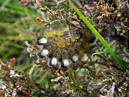 Dark Tussock Dicallomera fascelina