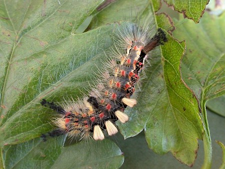 The Vapourer Orgyia antiqua