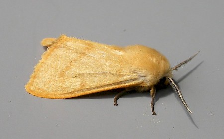 Buff Ermine Spilosoma lutea