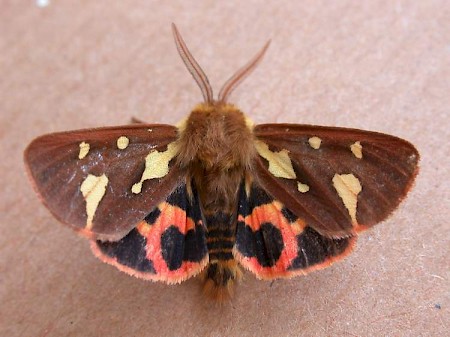 Patton's Tiger Hyphoraia testudinaria