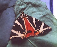Jersey Tiger