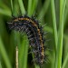 Larva • Netherlands • © Jeroen Voogd