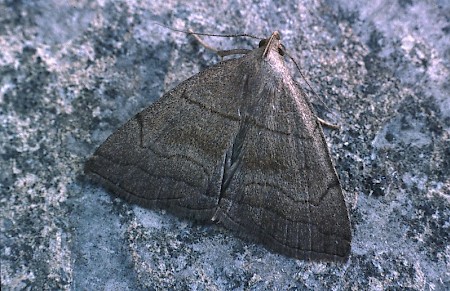 Shaded Fan-foot Herminia tarsicrinalis