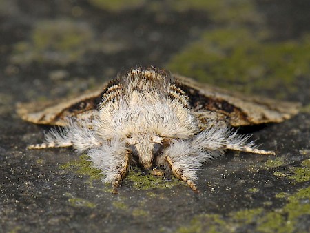 Nut-tree Tussock Colocasia coryli