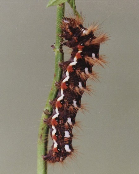 Knot Grass Acronicta rumicis