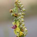 Larva • © Nigel Partridge