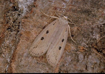 Silky Wainscot Chilodes maritima