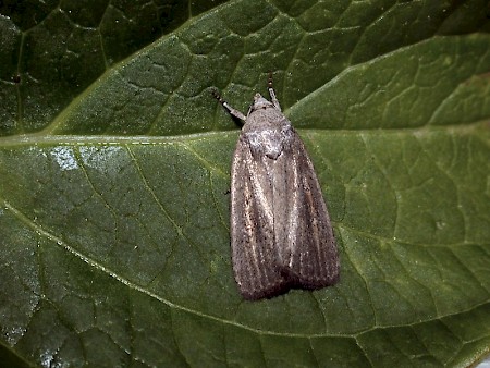 Porter's Rustic Athetis hospes