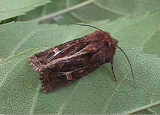 Haworth's Minor Celaena haworthii