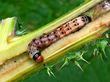 Frosted Orange Gortyna flavago