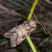 Adult • Hamford Water, Essex • © Keith Tailby
