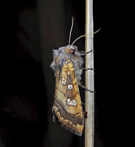 Fisher's Estuarine Moth Gortyna borelii
