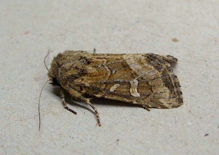 Dumeril's Rustic Luperina dumerilii