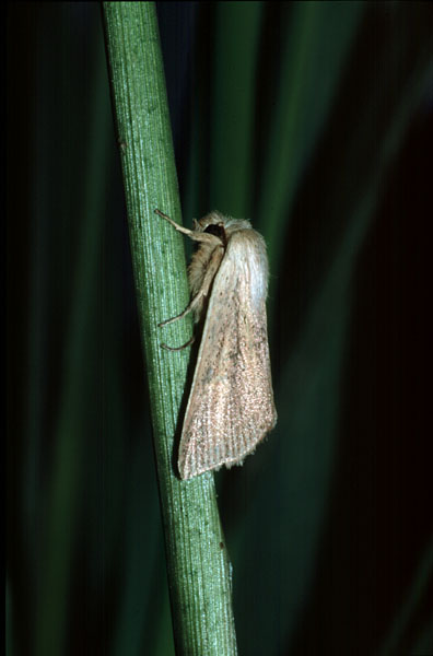Blair's Wainscot Sedina buettneri