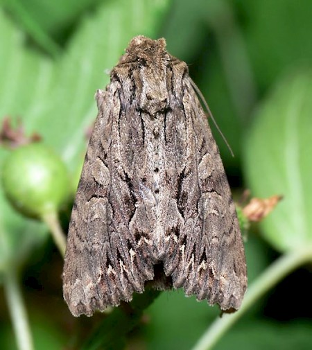 Dark Arches Apamea monoglypha