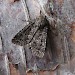 Adult &bull; West Rigg Quarry, Westgate, Co. Durham &bull; &copy; Keith Dover