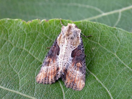 Double Lobed Lateroligia ophiogramma