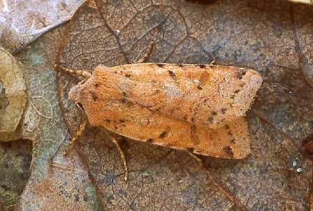 Beaded Chestnut Agrochola lychnidis