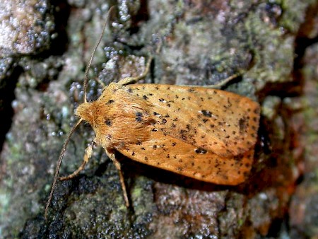 Dotted Chestnut Conistra rubiginea