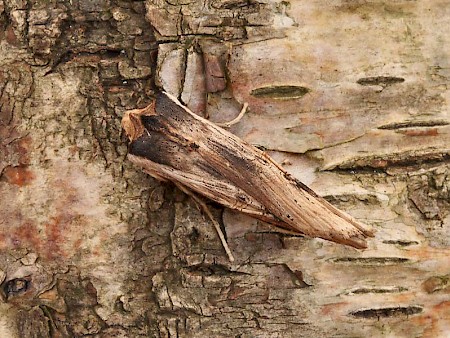 Sword-grass Xylena exsoleta