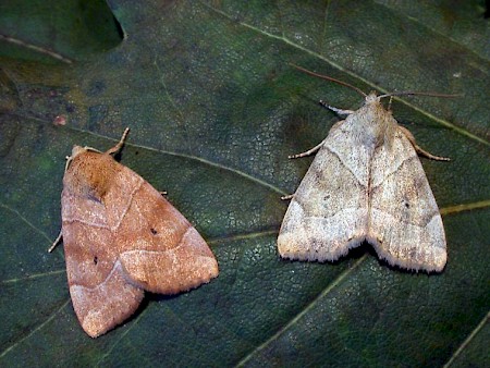 The Dun-bar Cosmia trapezina
